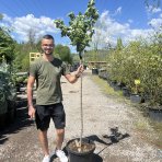 Sakura ozdobná (Prunus serrulata) ´KANZAN´ - výška 150-180 cm, kont. C25L/C30L